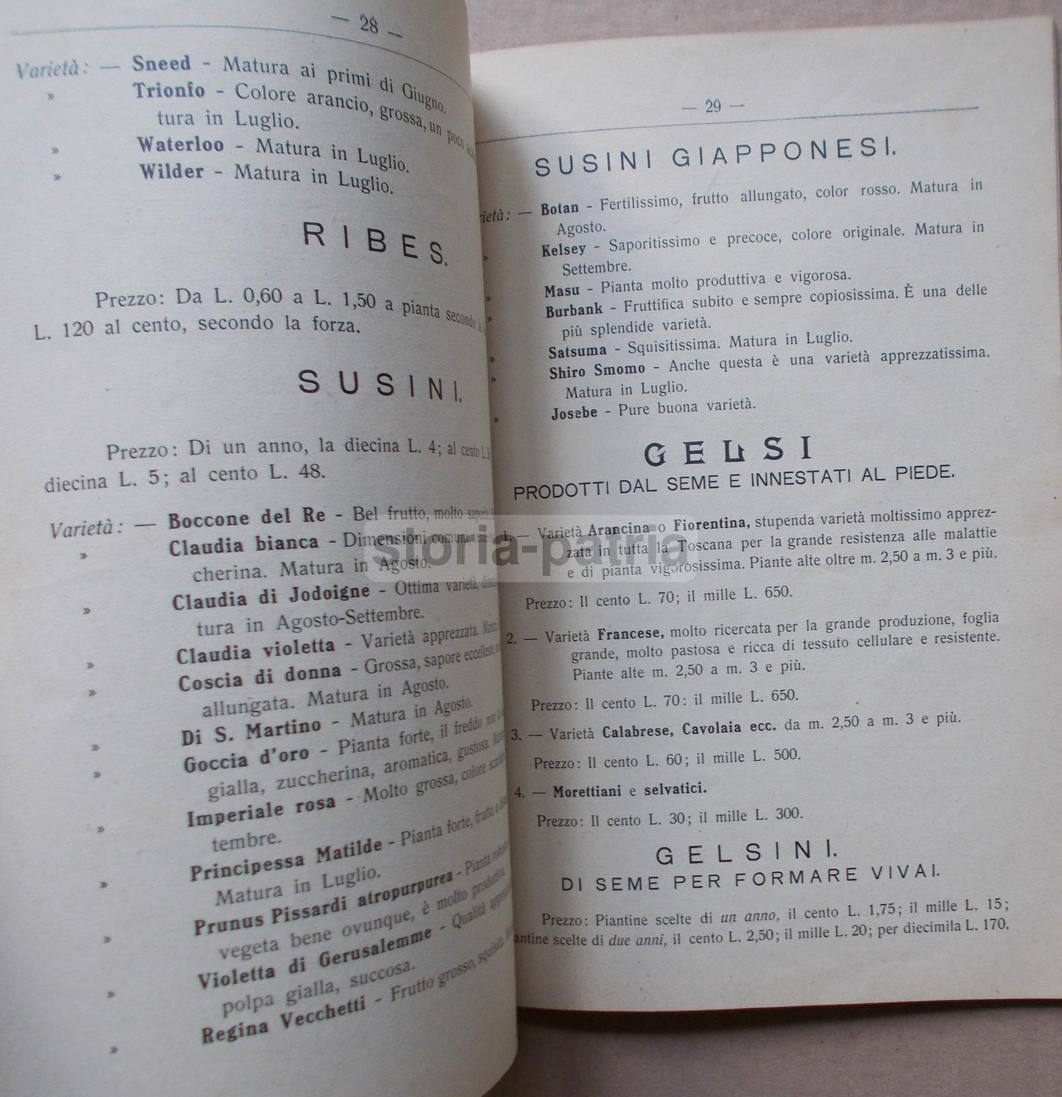 Pescia, Agraria, Orto, Piante, Frutta, Olivi, Asparagi, Legumi, Pubblicitaria Duliva immagine 7