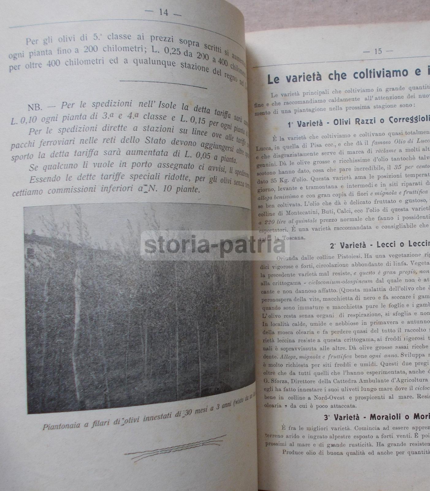 Pescia, Agraria, Orto, Piante, Frutta, Olivi, Asparagi, Legumi, Pubblicitaria Duliva immagine 9