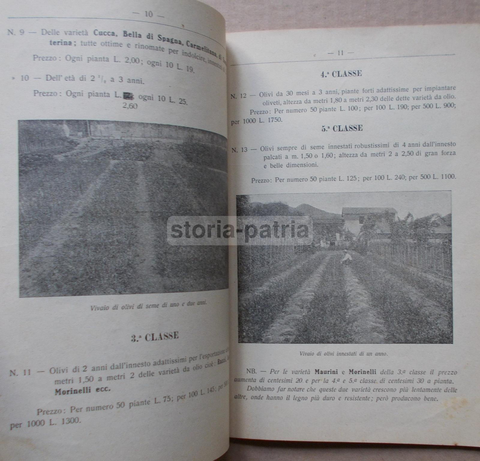 Pescia, Agraria, Orto, Piante, Frutta, Olivi, Asparagi, Legumi, Pubblicitaria Duliva immagine 10