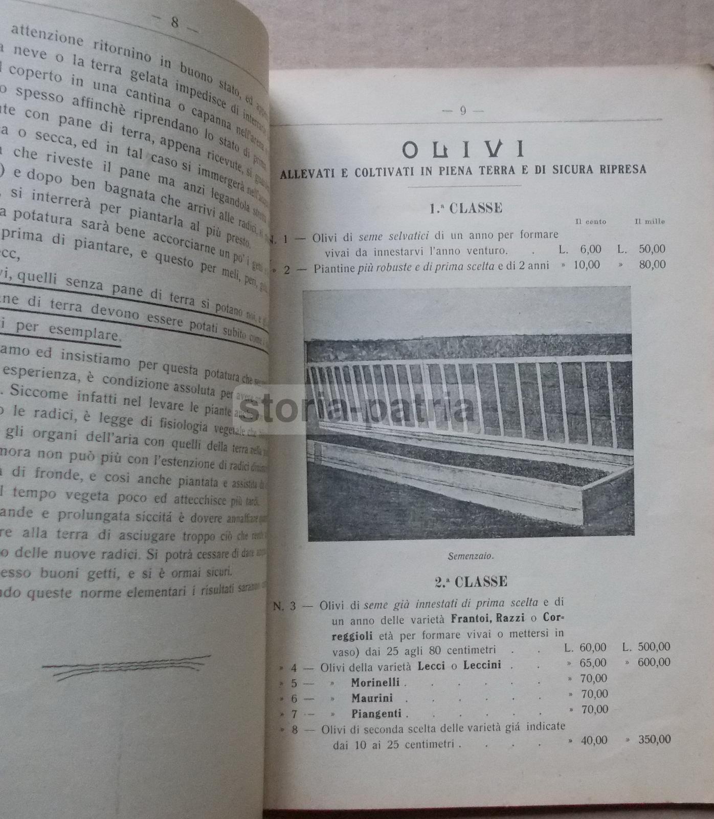 Pescia, Agraria, Orto, Piante, Frutta, Olivi, Asparagi, Legumi, Pubblicitaria Duliva immagine 12