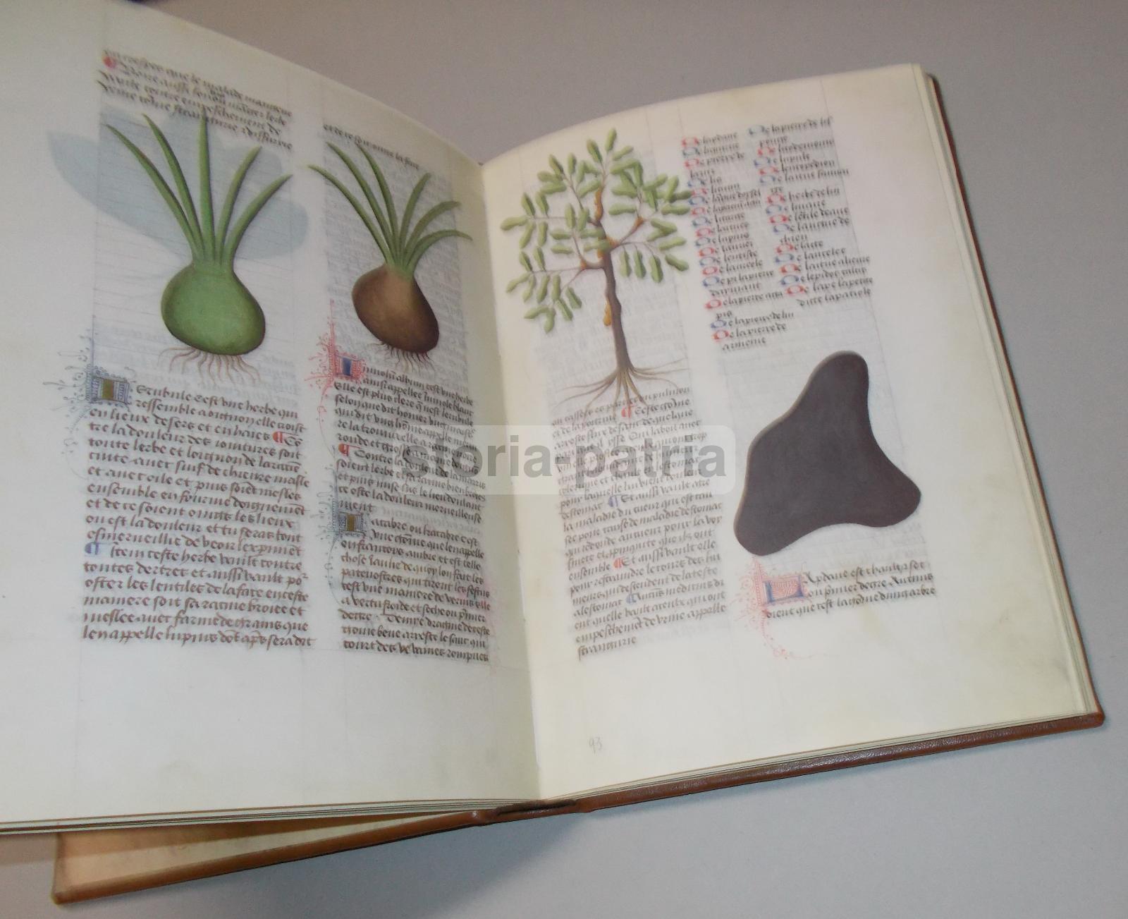 Storia Naturale, Botanica, Erbe Medicinali, Piante E Fiori, Erboristeria, Anastatica immagine 8
