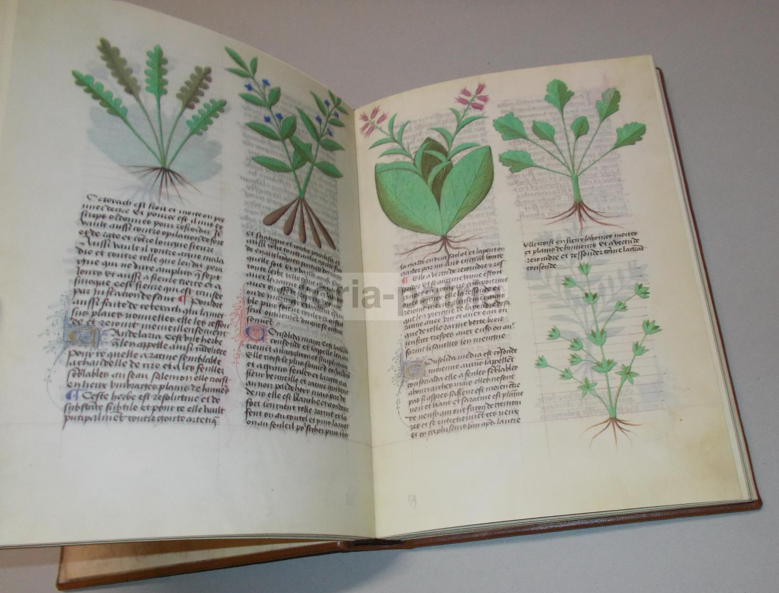 Storia Naturale, Botanica, Erbe Medicinali, Piante E Fiori, Erboristeria, Anastatica immagine 9
