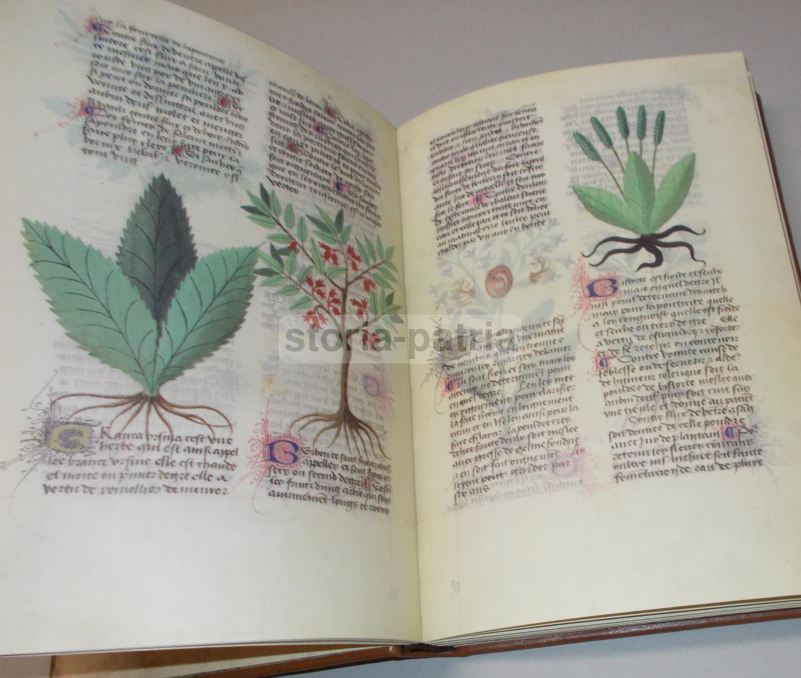 Storia Naturale, Botanica, Erbe Medicinali, Piante E Fiori, Erboristeria, Anastatica immagine 10
