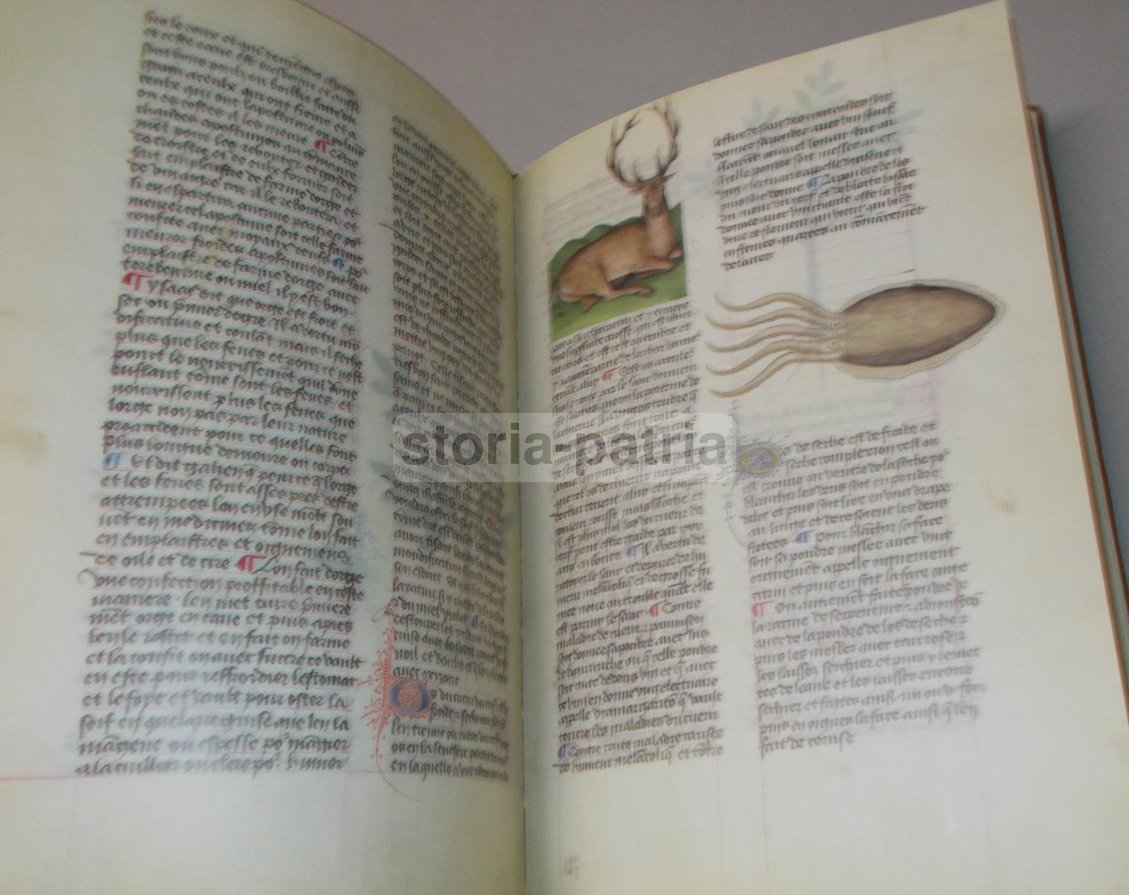 Storia Naturale, Botanica, Erbe Medicinali, Piante E Fiori, Erboristeria, Anastatica immagine 11