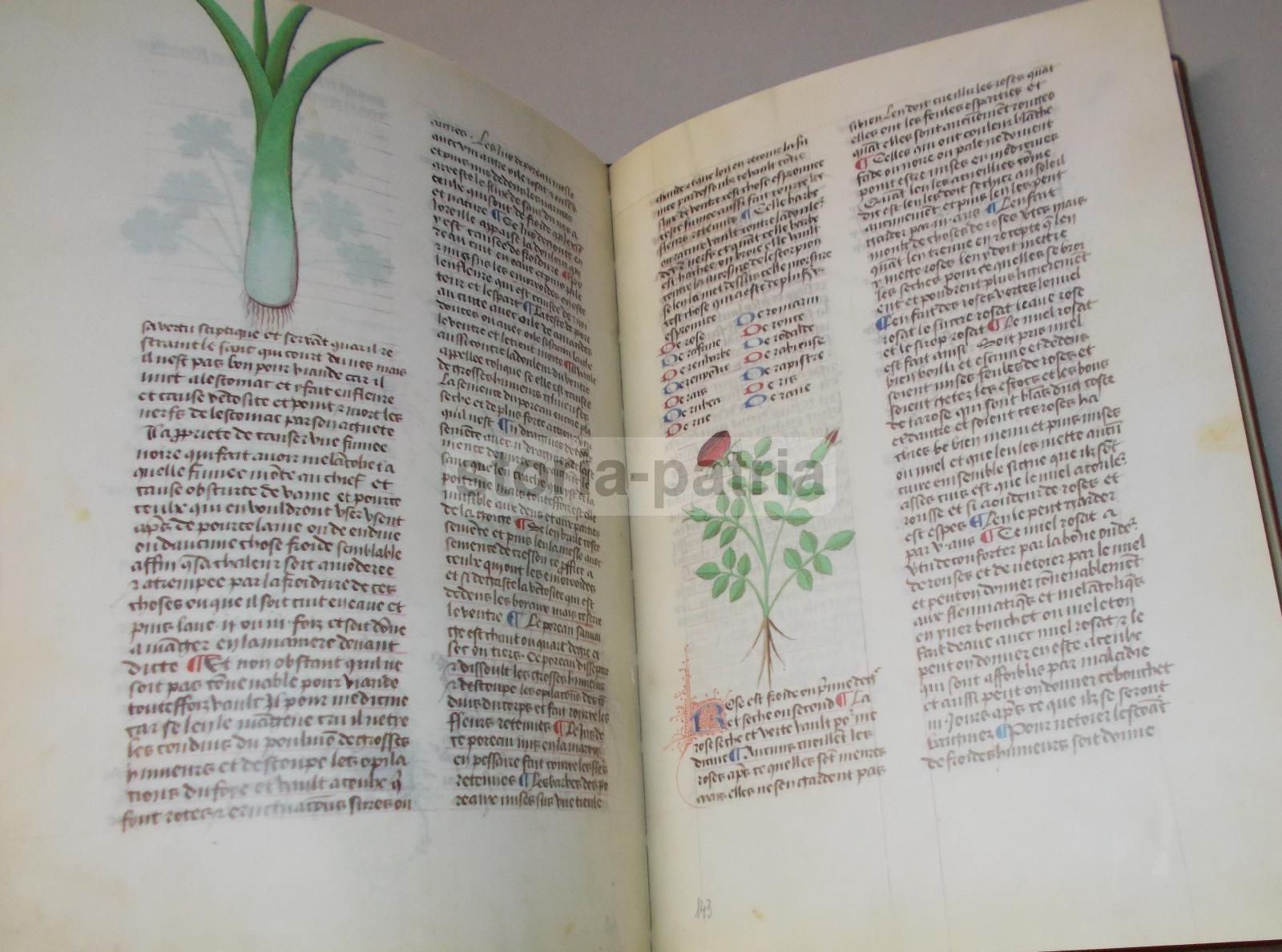 Storia Naturale, Botanica, Erbe Medicinali, Piante E Fiori, Erboristeria, Anastatica immagine 13