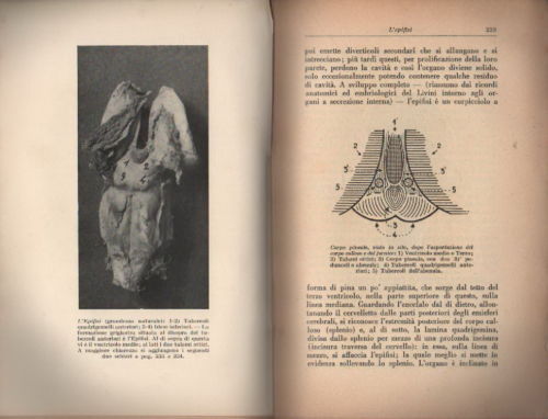Ultrafania, Biosofia, Schizzi Medianici, Spiritismo Moderno, Trespioli, Kardek, Myers immagine 6
